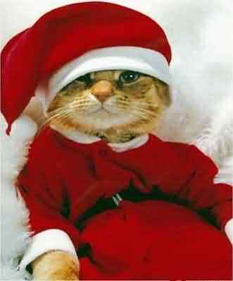 A Purr-fect Holiday Season