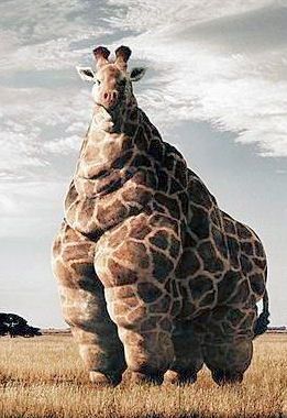 funny picture - fat giraffe